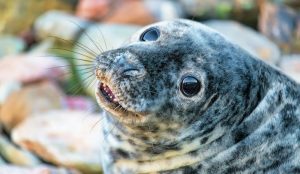 Grey seal pup on the shore